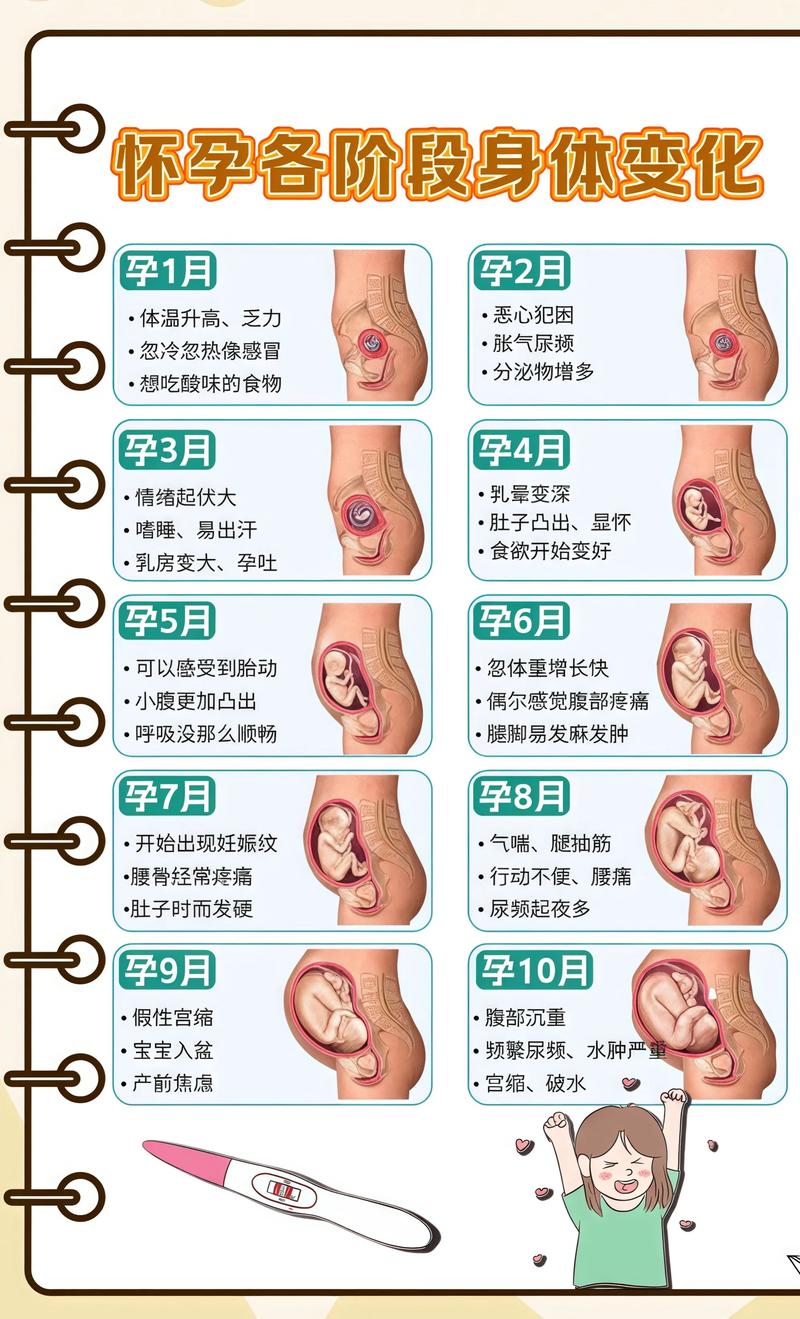 揭秘供卵代孕妈妈怀孕小腹分两节，孕期变化的奥秘濮阳代生机构: